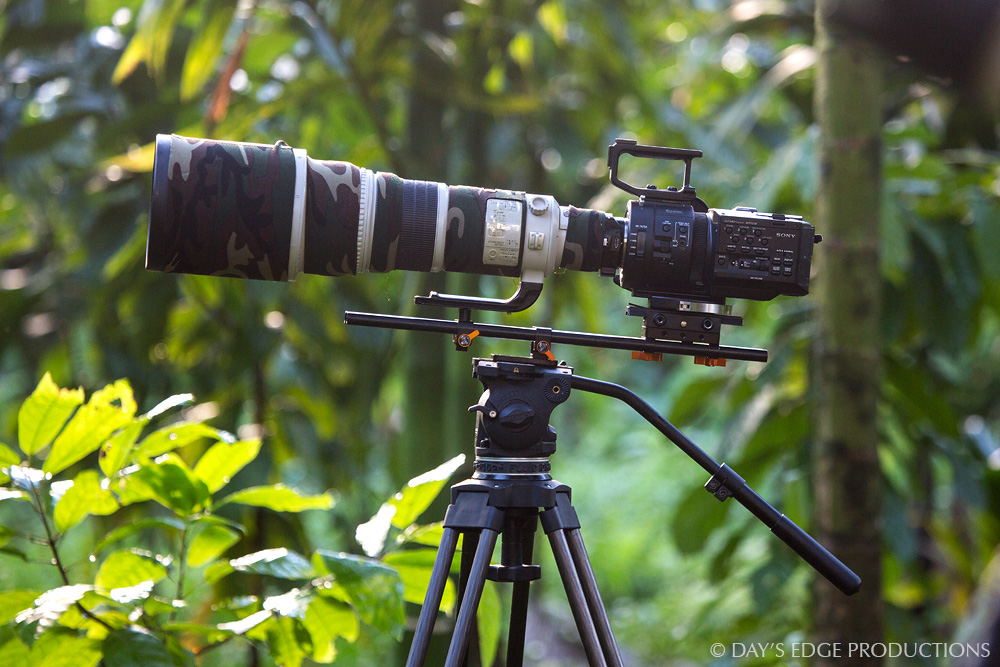 The telephoto setup in the field: Cartoni tripod and fluid head, Jag35 FS700 Baseplate and D|Support, Sony NEX-FS700 with Metabones EF Adapter and Canon EF 500mm f/4L IS lens.