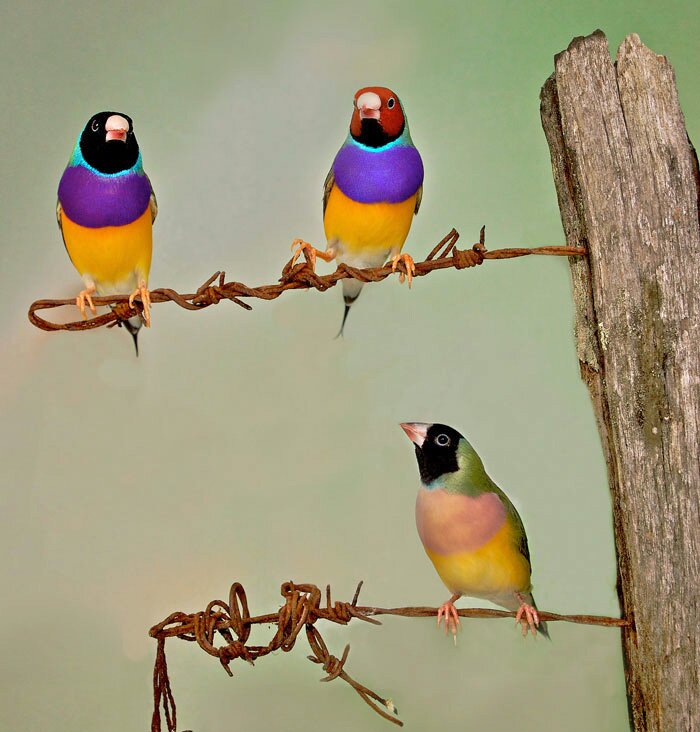 Female Gouldian Finch inspects two males